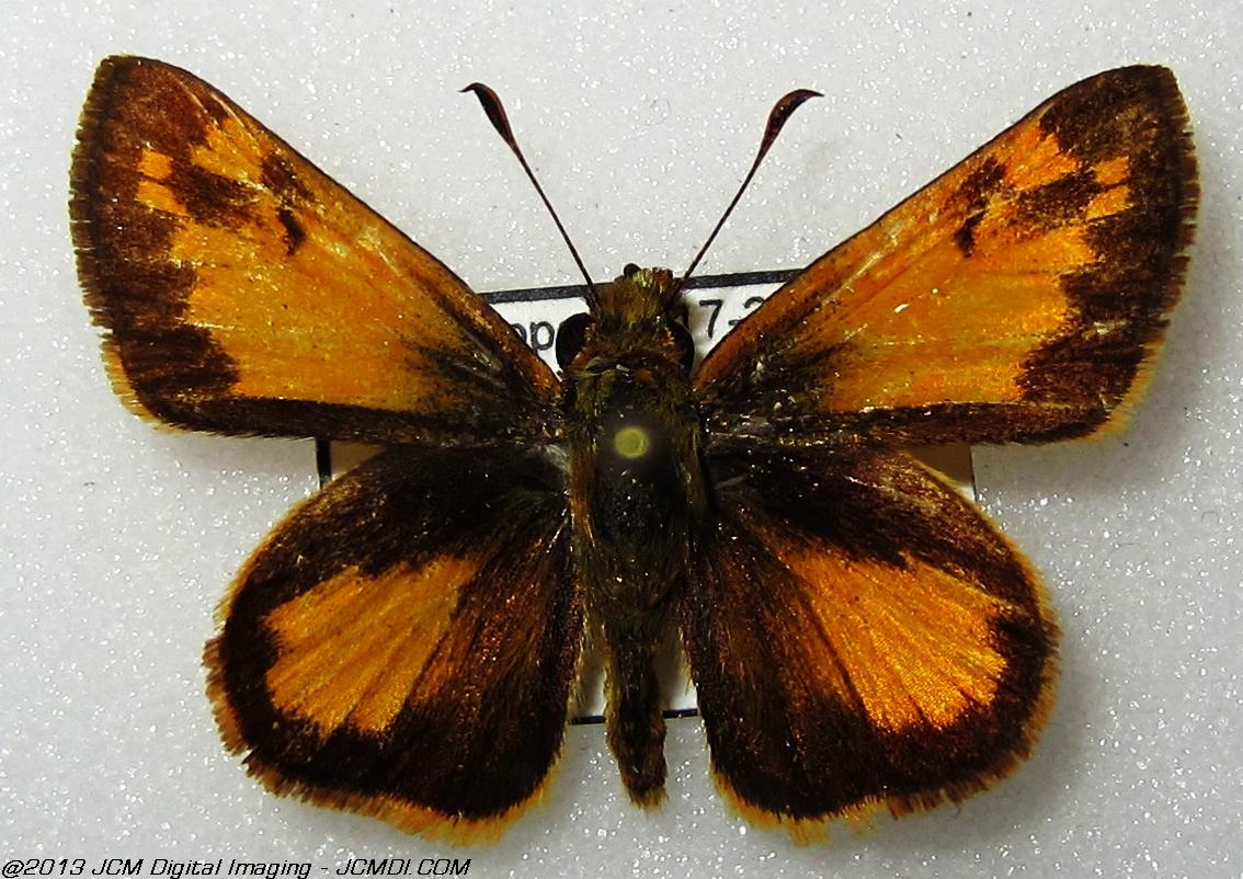 Unidentified Skipper